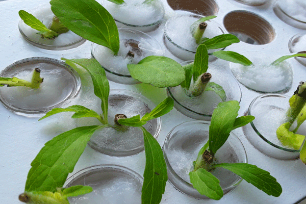 Vertikale Urban Farming Systeme in der Aquaponik mit Fallröhren zur substratfreien Anpflanzung von Salaten sind neben horizontalem Growing eine Möglichkeit vor allem für platzsparende Aquaponik Kreisläufe. Satzpflanzen z.B. Stevia müssen für die Permakultur ähnliche Methoden erprobt werden.